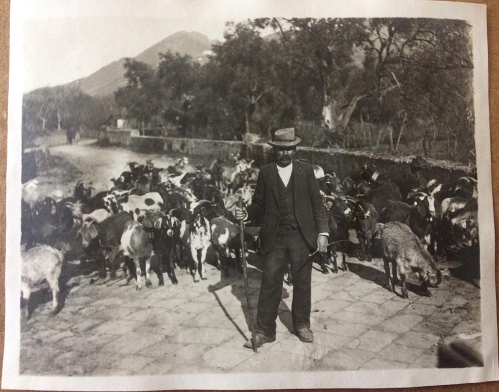 Vesuvius, August 27, 1904. Herd of goats and goatherd met travelling back by carriage on the road to Pompeii.
Photo courtesy of Rick Bauer.
